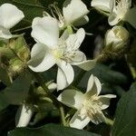 Dombeya acutangula ফুল