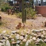 Carnegiea gigantea Leaf