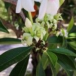 Cerbera manghas Blüte