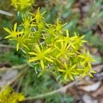 Petrosedum rupestre ফুল