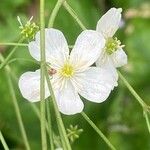Ranunculus platanifolius Fula