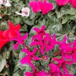 Cyclamen repandum 花