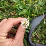 Trifolium repensFloare