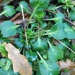 Saxifraga spathularis Blad