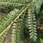 Sophora microphylla Hoja