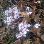 Cyclamen hederifolium Fiore