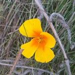 Eschscholzia californicaFlower