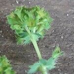 Alchemilla monticolaFleur