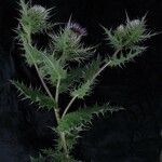 Cirsium nishiokae عادت