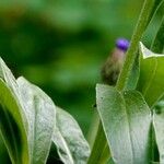 Centaurea montana Leaf