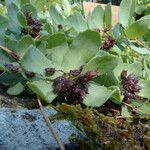 Rhodiola rosea Habit