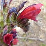 Echium creticum Flower