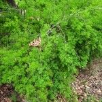 Asparagus umbellatus Habit