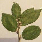 Citrus × limon Leaf