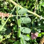 Hedysarum coronarium Leaf