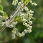 Urtica dioica Flower