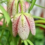 Fritillaria meleagris Flor