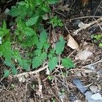 Cardamine chelidonia 葉