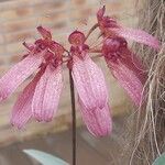 Bulbophyllum longiflorum Květ