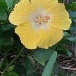 Hibiscus brackenridgei Blodyn
