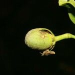 Hibiscus boryanus Плод