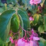 Begonia coccinea পাতা