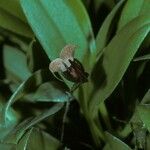 Scaphosepalum anchoriferum Blomst