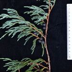 Juniperus recurva Otro