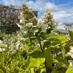 Hydrangea paniculata Flower