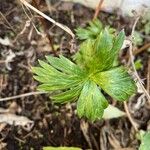 Aconitum napellusList