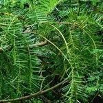 Torreya californica Hoja