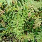 Phacelia tanacetifolia Blad