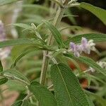 Salvia leucantha 葉