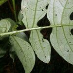 Solanum wendlandii Leaf