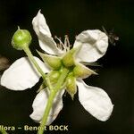 Rubus sulcatus Flower