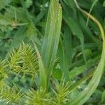 Cyperus strigosus 葉