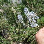 Ceanothus leucodermis Flor