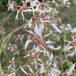 Clematis flammula Fruto