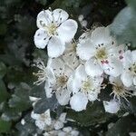 Crataegus × media Flower