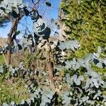 Eucalyptus gunnii Folha