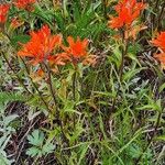 Castilleja hispida Fleur