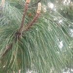 Pinus devoniana Hoja