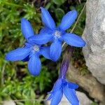 Gentiana brachyphylla ফুল