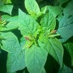 Mirabilis jalapa برگ