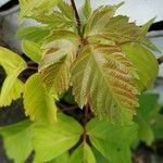 Toxicodendron radicans Листок