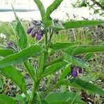 Symphytum officinale Листок