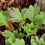 Sibbaldia procumbens Foglia