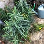 Euphorbia lathyris Leht