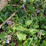Pulmonaria affinis Libunga
