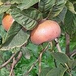 Mespilus germanica Vrucht